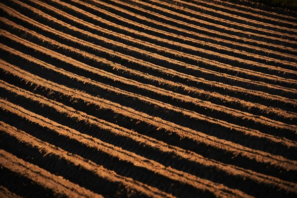 Campo Arborizado Com Solo Fértil — Fotografia de Stock