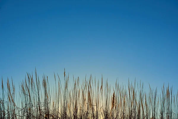 Lâminas Contra Céu Azul — Fotografia de Stock