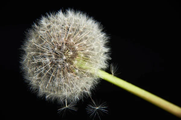 黑色背景的蒲公英种子 — 图库照片