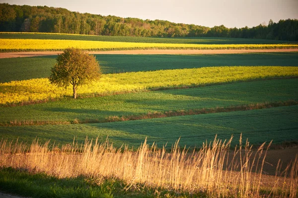 Сельский Пейзаж Зерновыми Рапсовыми Полями — стоковое фото