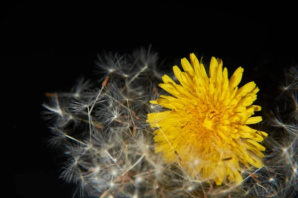 Löwenzahnblüte Und Ihre Samen Auf Schwarzem Hintergrund — Stockfoto