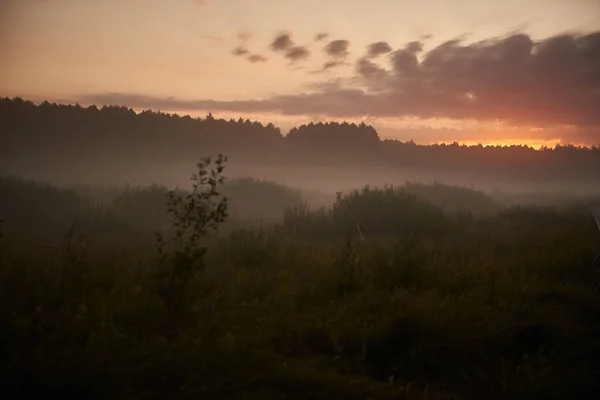 Summer Sunrise Wetland Swamps — Stock Photo, Image