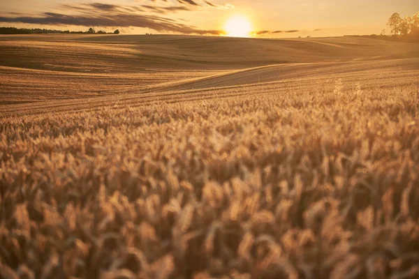 Gele Graanvelden Tegen Ondergaande Zon — Stockfoto