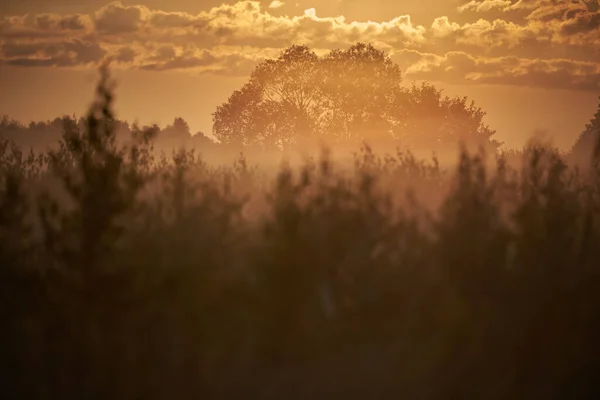Утренний Туманный Пейзаж Национальном Парке — стоковое фото