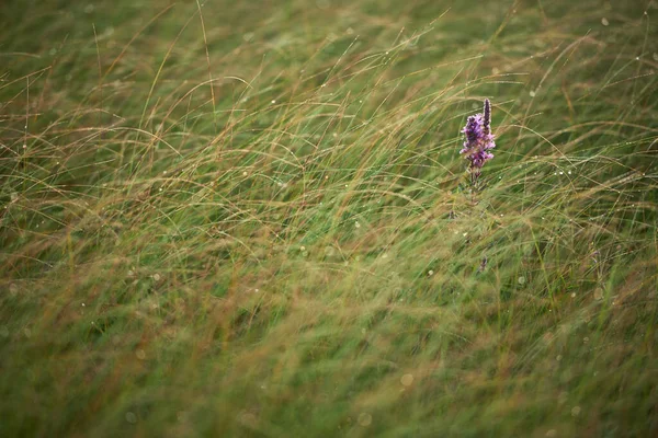 Fioletowy Kwiat Wśród Trawy — Zdjęcie stockowe