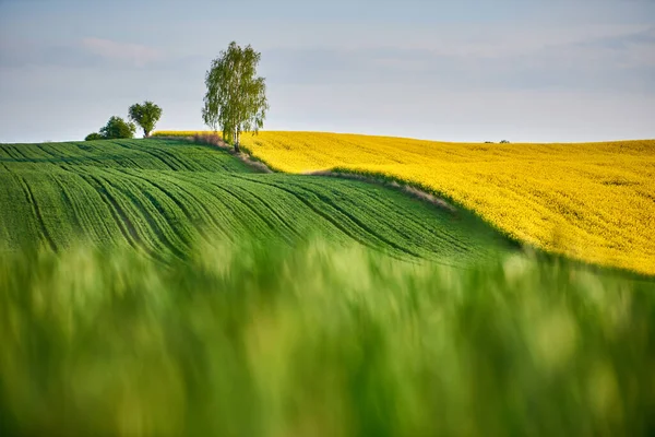 草原と穀物畑の境界に木が生えている — ストック写真
