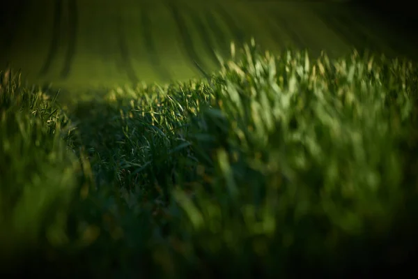 Lâminas Verdes Cereais — Fotografia de Stock