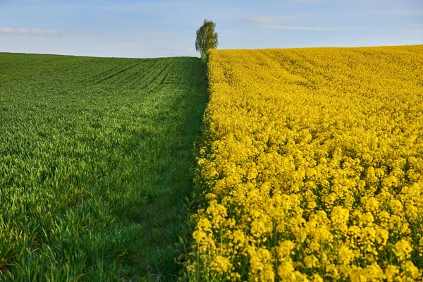 Campo Colza Campo Cereais Com Uma Árvore Crescer Fronteira — Fotografia de Stock