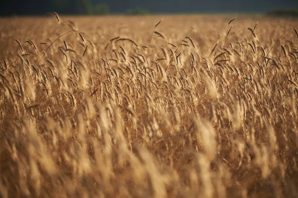 Blad Spannmål Vinden — Stockfoto