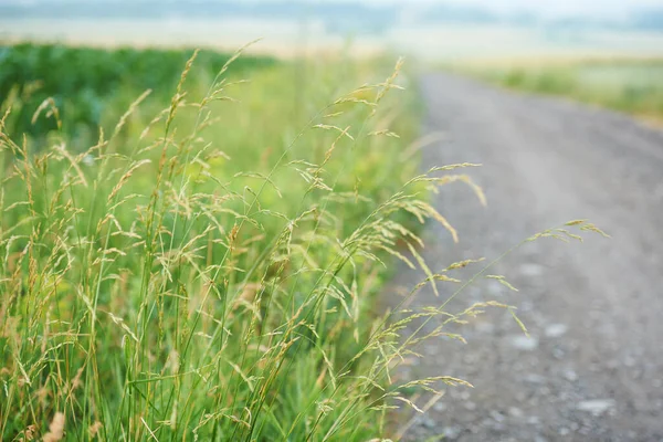 緑の草が道に沿って成長し — ストック写真