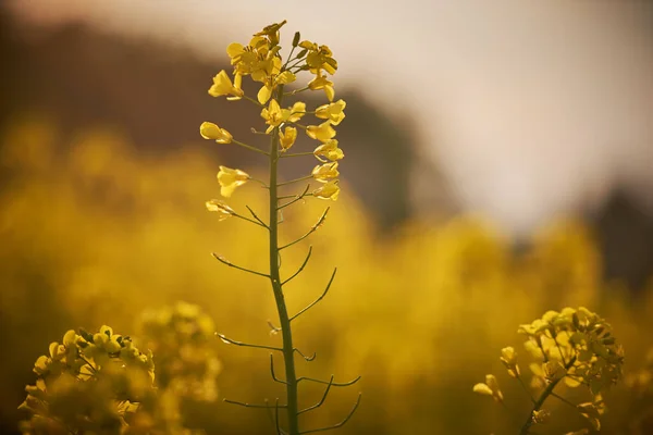 Feld Mit Schönen Gelben Rapsblüten Einzelne Gelbe Rapsblüten Auf Dem — Stockfoto