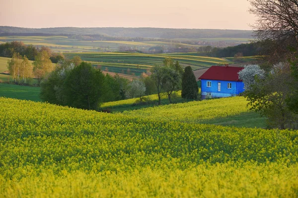 Ein Altes Blaues Haus Auf Einem Hügel Und Ein Rapsfeld lizenzfreie Stockbilder