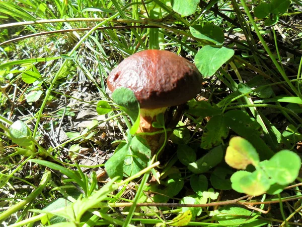 森林里的第一个蘑菇 — 图库照片
