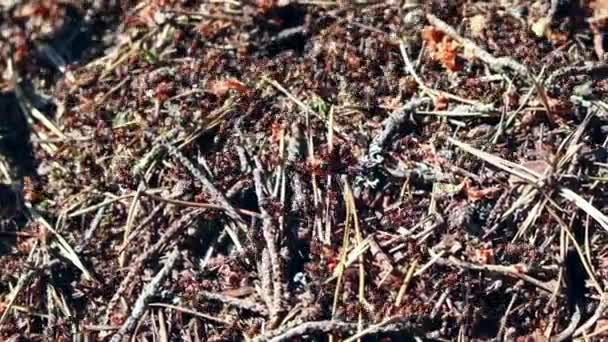 Gros plan de la fourmilière avec des aiguilles de pin. gros plan sur les fourmis . — Video