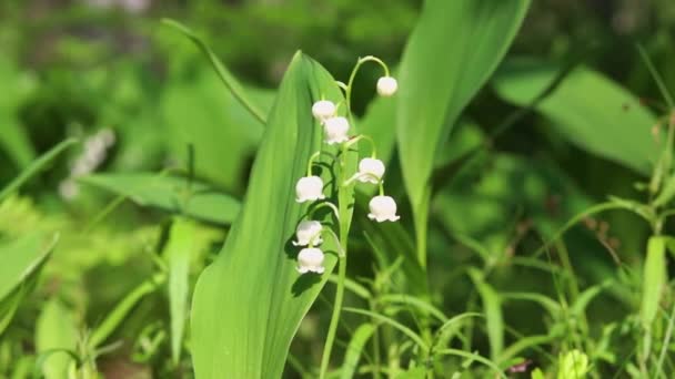 The flowers of the May lily of the valley flower sway in a strong wind. closeup of flowers. — Stock Video