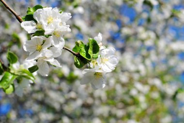 Bahar çiçekli elma. Çiçek açan elma ağacı. Bahar havası. Elma ağaçları. Elma ağacının çiçekleri.