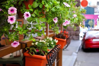 Vazo çiçeklenir. Çiçekler yaz kafede. Şehrin kafede yaz.