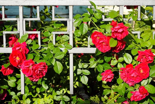 Blommor Rosor Gatan Rosor Ett Järnstaket Rosor Solen — Stockfoto