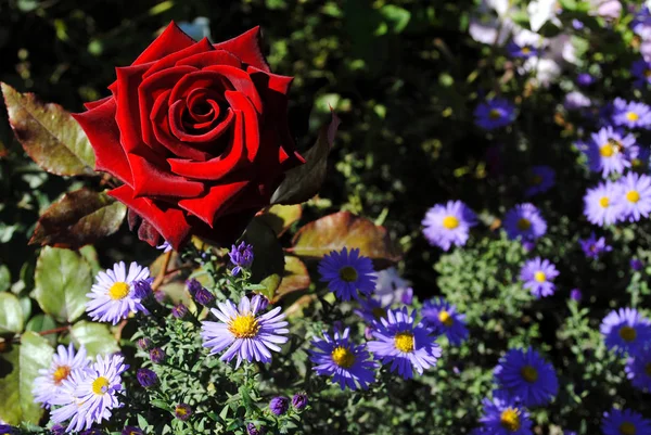 Rose Rosse Nell Aiuola Rose Scarlatte Giardino Rosa Fiore Modo — Foto Stock