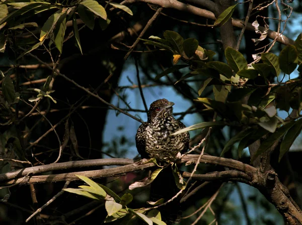 Oiseau Assis Sur Une Branche Arbre Magnifiquement — Photo