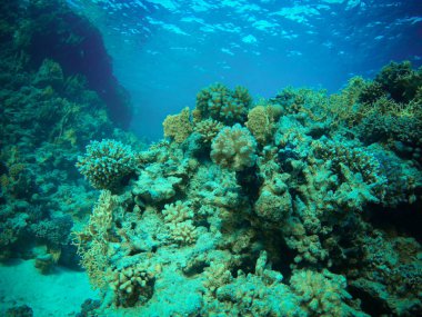 mercan resifleri, Kızıldeniz ve onların sakinleri