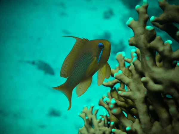 红海珊瑚礁的居民 — 图库照片