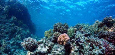 Sualtı güzellikleri