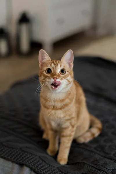 A red cat licks its nose. Sits on a gray mattress in bed