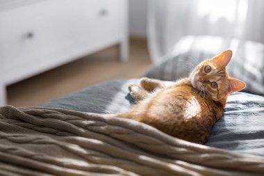 Kırmızı kedi güneşte biniyor. Gri yatakta yatıyordu. , 