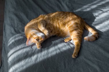 Kırmızı kedi güneşte biniyor. Gri yatakta yatıyordu. , 