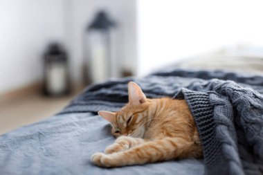 Kırmızı kedi bir gri örgü şal altında uyur