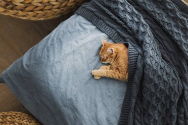 Kırmızı kedi bir gri örgü şal altında uyur