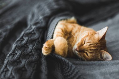 Kırmızı kedi bir gri örgü şal altında uyur