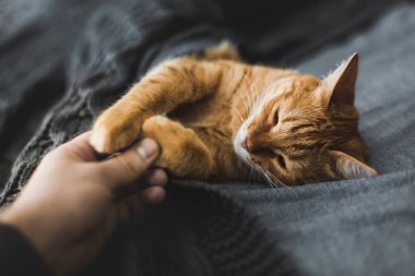 Kırmızı kedi bir gri örgü şal altında uyur