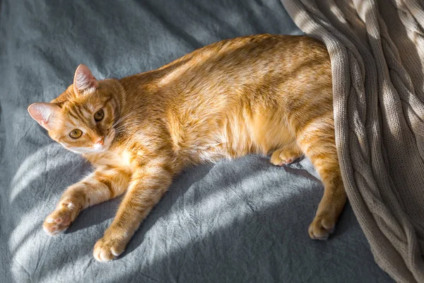 Seekor kucing merah naik di bawah sinar matahari. Dia berbaring di tempat tidur abu-abu. The — Stok Foto