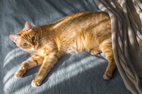 Un gatto rosso sta cavalcando al sole. E 'sdraiato sul letto grigio. Il — Foto Stock