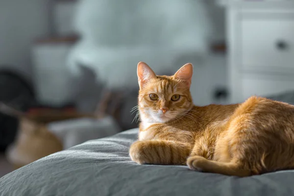 Kırmızı kedi güneşte biniyor. Gri yatakta yatıyordu. , 