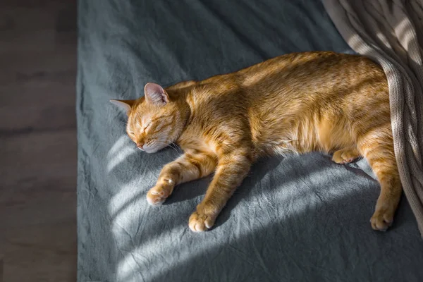 赤猫は、太陽の下で乗っています。彼は灰色のベッドの上に横たわっています。、 — ストック写真