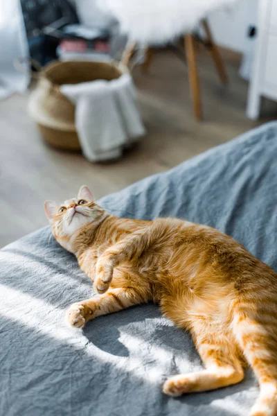 Een rode kat is rijden in de zon. Hij ligt op het grijze bed. De — Stockfoto