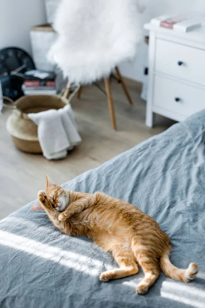 Un gatto rosso sta cavalcando al sole. E 'sdraiato sul letto grigio. Il — Foto Stock