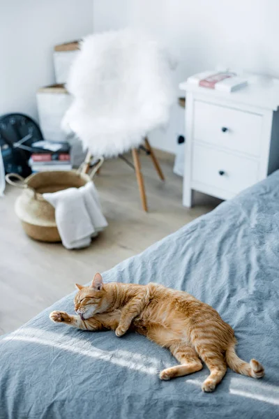 Gato vermelho que põe em uma cama cinza. O sol está brilhando sobre o gato. Um gato a lamber-se. Vale a pena uma cesta cadeira branca — Fotografia de Stock