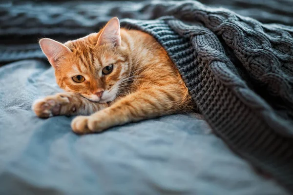 Kırmızı kedi bir gri örgü şal altında uyur