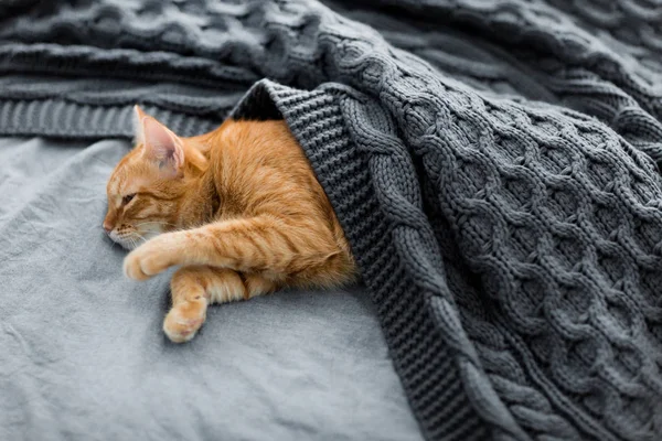 Kırmızı kedi bir gri örgü şal altında uyur