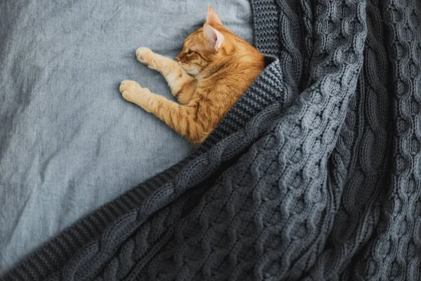 Kırmızı kedi bir gri örgü şal altında uyur