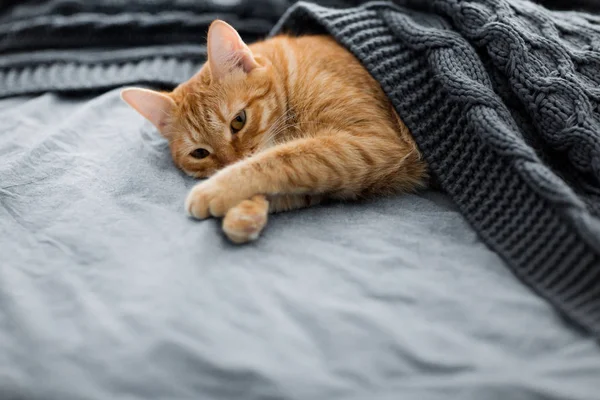 赤猫は灰色ニット格子縞の下で眠る — ストック写真