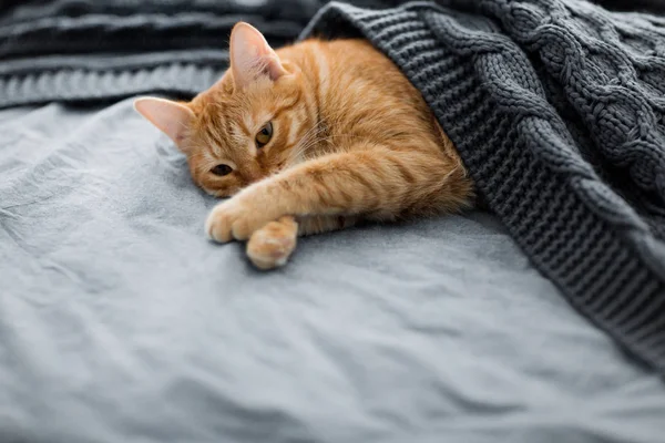 Rote Katze Schläft Unter Grauem Strickkleid — Stockfoto