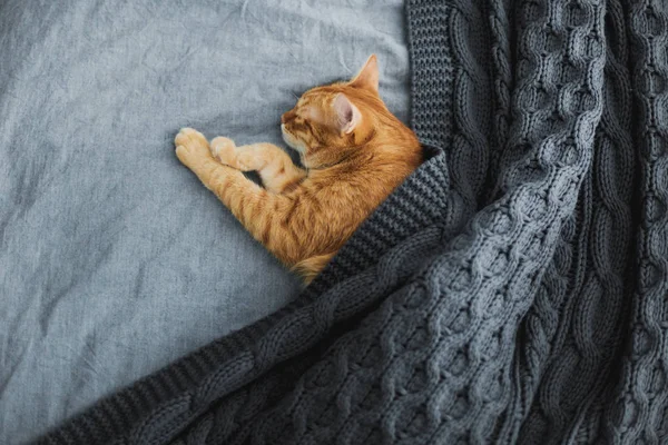 Gatto Rosso Dorme Sotto Plaid Grigio Lavorato Maglia — Foto Stock