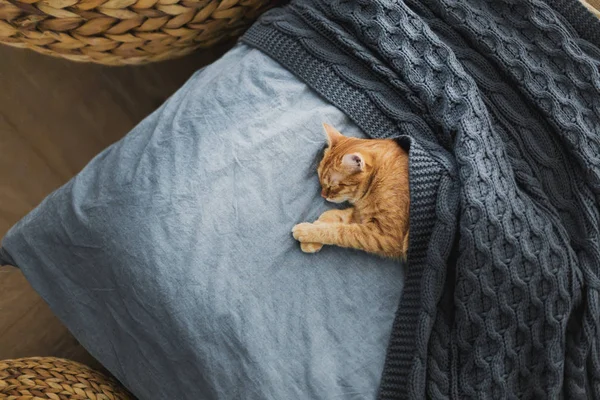 Kırmızı kedi bir gri örgü şal altında uyur