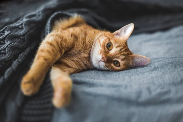 Kırmızı kedi bir gri örgü şal altında uyur