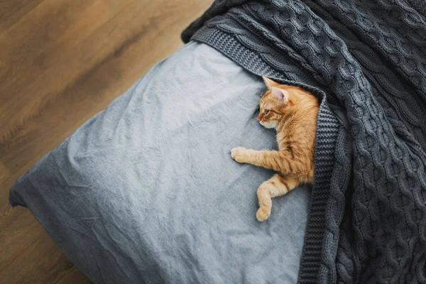 Κόκκινο Γάτα Κοιμάται Κάτω Από Ένα Γκρι Πλεκτό Ριχτάρι — Φωτογραφία Αρχείου